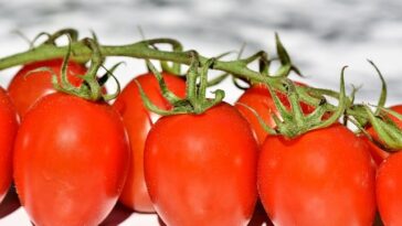 pixabay pomidori rajčica
