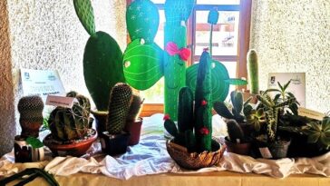 Foto TZ Žminj Arhiv kaktusi bodljikavi dani