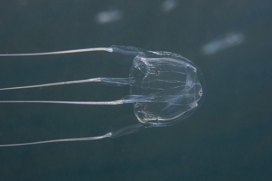 meduza mediteranska osa fotografije: Marinko Babić