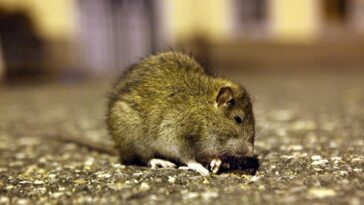 ni diraj fotku štakor