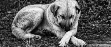 Foto di Jm TD da Pixabay pas napušteni