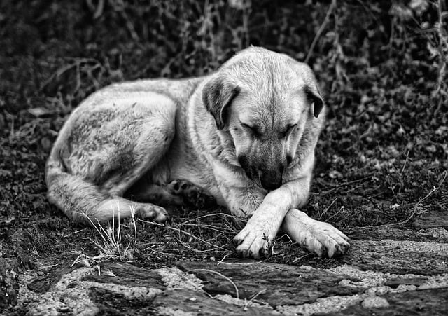 Foto di Jm TD da Pixabay pas napušteni