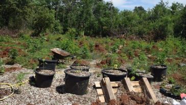 Foto: PU istarska droga marihuana
