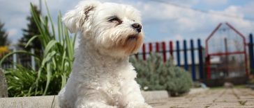 Foto di Marion da Pixabay pas brek životinja