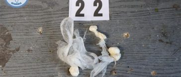 Foto Policijska uprava istarska - Kod dilerice pronašli drogu