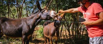 Foto Tursitička zajednica Kaštelir-Labinci - Gourmet-E-Bike
