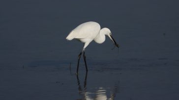 ptica natura histrica