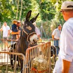 Foto TZ Žminj - Bartulja, najveća istarska pučka fešta