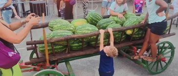 Fešta od angurije u Rošinima 2025. - Foto Tanja Kocijančić