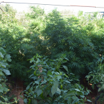 policija marihuana konoplja
