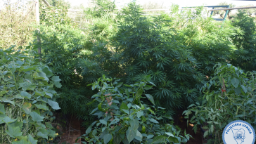 policija marihuana konoplja