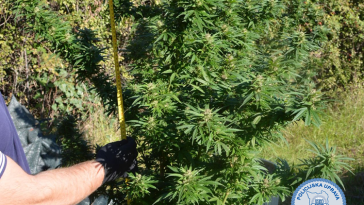 Marihuana kod Sv. Lovreča - Foto istarska policija marihuana indisjka konoplja droga