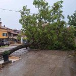 Brojne intervencije vatrogasaca na Poreštini zbor srušenih stabala - Foto Istra Terra Magica