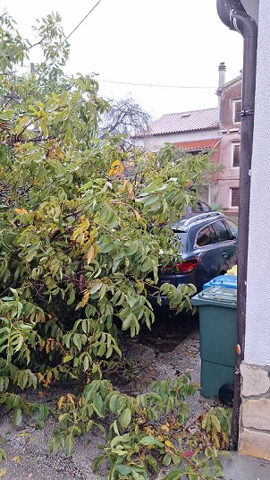 Brojne intervencije vatrogasaca na Poreštini zbor srušenih stabala - Foto Istra Terra Magica