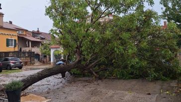 Brojne intervencije vatrogasaca na Poreštini zbor srušenih stabala - Foto Istra Terra Magica