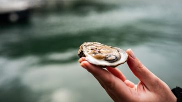 Foto Dino Radmanović