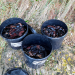 morski krastavci mup policija trpovi