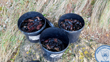 morski krastavci mup policija trpovi