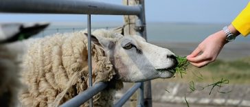 Image by congerdesign from Pixabay ovca