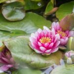 Image by Stevan lotus lotos cvijet bara močvaraAksentijevic from Pixabay