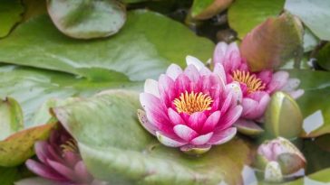 Image by Stevan lotus lotos cvijet bara močvaraAksentijevic from Pixabay