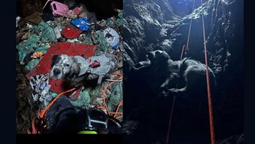 Višnjanski vatrogasci spasili psa iz jame duboke 30 metara