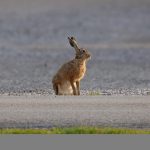 zec divljač divljina nalet pixabay