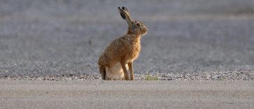 zec divljač divljina nalet pixabay