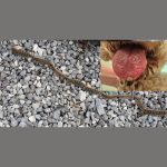 gusjenica NE DIRAJ FOTKU NIKADA