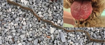 gusjenica NE DIRAJ FOTKU NIKADA