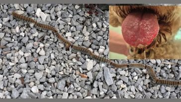 gusjenica NE DIRAJ FOTKU NIKADA