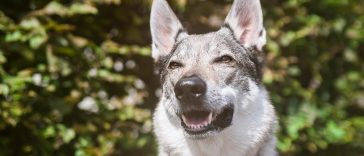 čeholovački vučjak pas pixabay