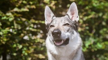 čeholovački vučjak pas pixabay