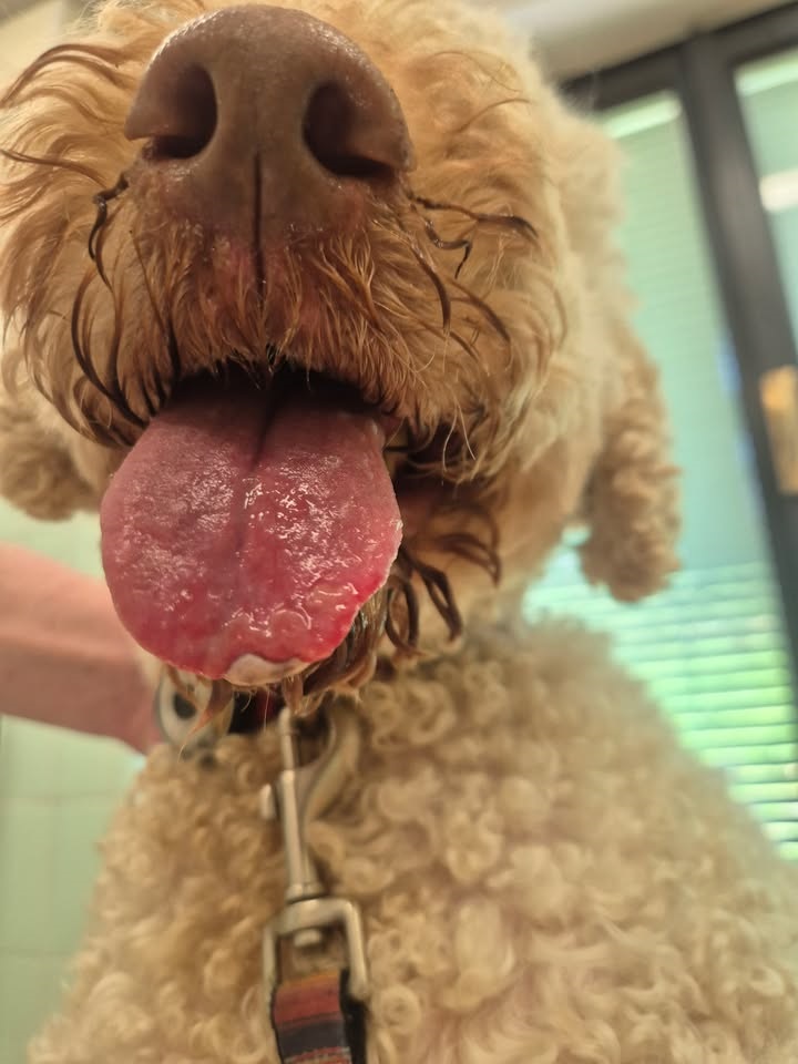 Jezik psa nakon kontakta s gusjenicom borovog prelca na Lanterni kod Tara