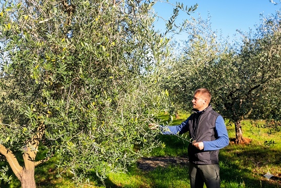 Foto OPG Loris Bajkin - medalja za najbolje maslinovo ulje u New Yorku