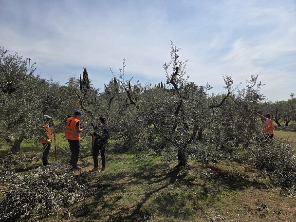 Nacionalni šampionat u rezidbi maslina u Taru-Vabrigi 2026.
