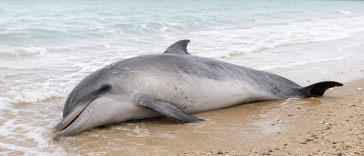 mup policija dupin delfin