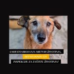 pas prijatelj životinja