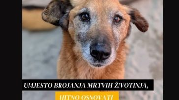 pas prijatelj životinja