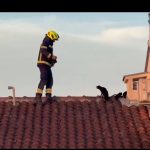 Foto Istra Terra Magica - Vatrogasci spašavaju mačke u Funtani s krova obiteljske kuće