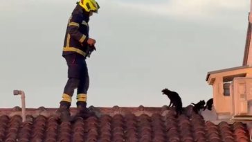 Foto Istra Terra Magica - Vatrogasci spašavaju mačke u Funtani s krova obiteljske kuće