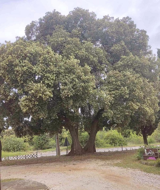Foto Zelena Istra sveti martin vrsar