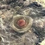 Foto Istra Terra Magica - Plaža u Funtani s meduzom