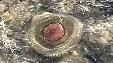Foto Istra Terra Magica - Plaža u Funtani s meduzom