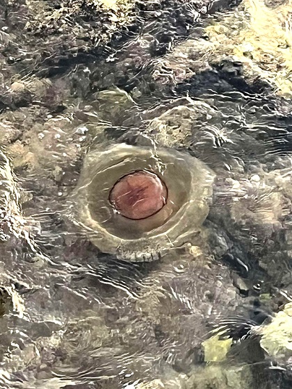 Foto Istra Terra Magica - Plaža u Funtani s meduzom
