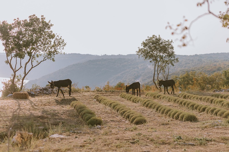 Foto OPG Terra di Leme