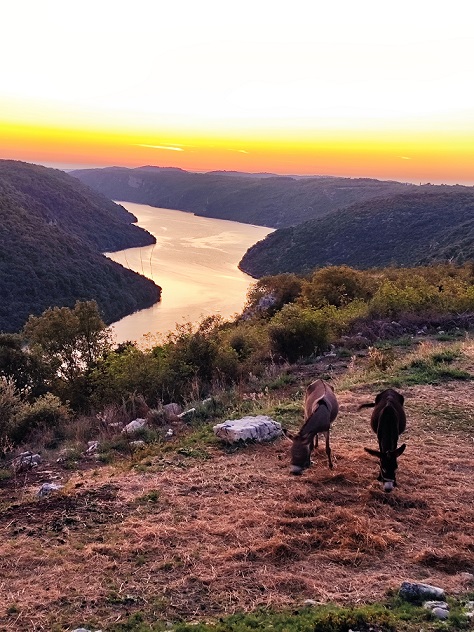 OPG Terra di Leme - Foto Tanja Kocijančić