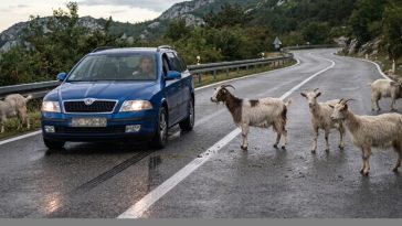 Ilustracija - Foto Policijska uprava istarska
